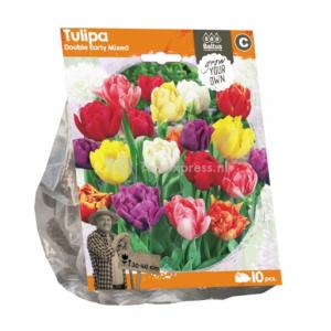 Baltus Tulipa Double Early Mixed tulpen bloembollen per 10 stuks